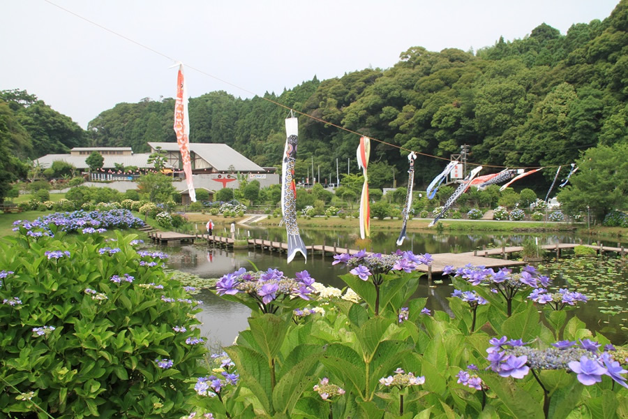 蓬の郷親水公園（あじさい） 志布志市観光特産品協会