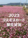 コスモスロード開花状況について2023