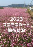 コスモスロード開花状況について2023