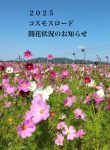 2025コスモスロード開花状況