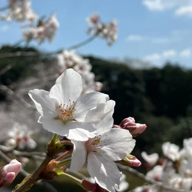 志布志市内の桜の開花状況についてお知らせします(^^)/🌸

本日（4/4）、志布志市内の桜の名所の開花状況を確認して来ました🚗✨

🌸大浜緑地公園　画像②③
９分咲き～満開

🌸大師公園　画像④⑤
満開

🌸有明開田の里公園　画像⑥⑦
９分咲き

🌸松山城址　画像⑧
満開

🌸大谷山自然公園　画像⑨⑩
満開

5カ所とも、ほぼ満開見頃を迎えていましたので、ご都合よろしければ今度の土日に是非、お花見をお楽しみくださいませ🌸🍡

#志布志市
#志布志市桜の名所
#志布志市観光特産品協会
#志布志市総合観光案内所
#お花見スポット