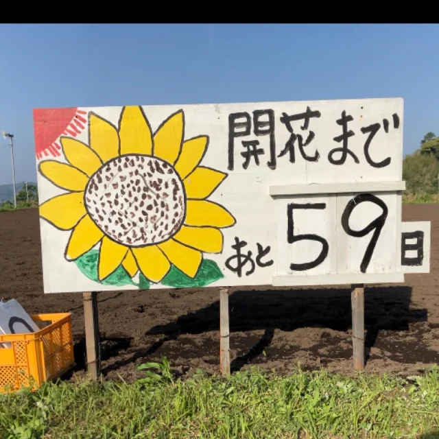 ＼今年もひまわり🌻／

本日（5/3)有明町野神にあります「稲荷下のひまわり畑」で
「開花まであと59日」という看板を見つけました(^^)/🌻

予定通りだと7月2日頃に開花するようですね🌻✨

今年も野神校区ふれあい協議会の皆さまが植えられています😊

志布志市の花「ひまわり」
開花が楽しみですね🌻✨

#野神校区ふれあい協議会
#稲荷下のひまわり畑
#ひまわり
#志布志市
#志布志市の花はひまわりです
#志布志市観光特産品協会
#志布志市総合観光案内所
#開花が楽しみですね