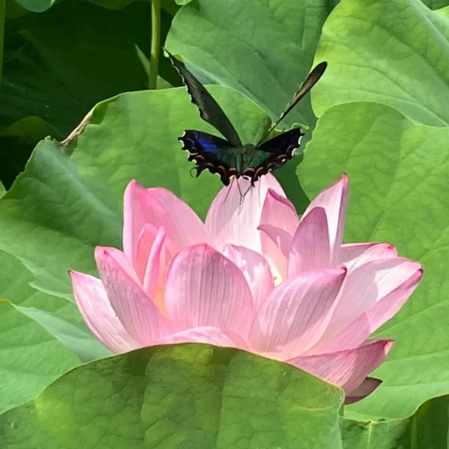 オオガハスの花が咲いていますよ〜🌸✨

本日（7/2)
志布志市有明町にあります「ふいやしき公園」に開花状況の確認に行ってきました🚗

昨年より開花が早く畑のあちらこちらで綺麗に咲いていました(^^)/🌸

今年も緑いっぱいの景色や、野鳥のさえずりに心が癒されました✨

スイレンの花もきれいに咲いており、珍しい鳥や、昆虫もいます✨

ふいやしき公園のオオガハスは蓬原（ふつはら）地区ふるさと委員会さんが、耕地整理を行い休耕田にオオガハスを育てられています💛

ハスの花は朝早く開花しますので、できれば午前中にお越しいただければ綺麗なお花をお楽しみいただけると思います✨

駐車場、展望所、完備されていますよ～(^^)/

#志布志市ふいやしき公園
#ふいやしき公園
#オオガハス
#大賀ハス
#スイレン
#ブルービー
#サンコウチョウ
#ヤマセミ
#ヘビもいます
#蓬原地区ふるさとづくり委員会
#オオガハス今年も咲いています
#志布志市
#志布志市観光特産品協会
#志布志市総合観光案内所
#お花好きな人と繋がりたい