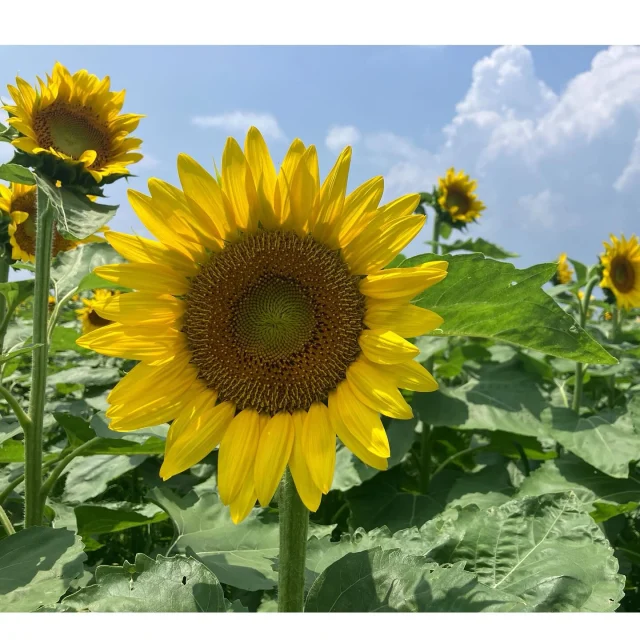 稲荷下のひまわり🌻が満開見頃を迎えています(≧∀≦)✨

今年も野神校区ふれあい協議会の皆さまが植えられたひまわりの花が、綺麗に開花しています🌻✨

開花は予想より少し遅れたようですが、現在とても綺麗に咲いています☺️🌻

ひまわりまつりは先日行われましたが、今後の活動計画も看板にかかれております🌻✨

野神校区ふれあい協議会の西川さんに見頃予想をお聞きしたところ、見頃は7月20日頃までとのことです☺️✨

皆さま是非ご見学や撮影に行かれてみてはどうでしょうか✨

場所は昨年のひまわり畑から少し移動されています✨

ひまわり畑の中にも通路を作られています🌻

場所　志布志市有明町山重12351付近

※広域農道（そお街道）点滅信号近く（黄色い旗が目印です）

※画像は7月9日に撮影したものです🌻

#稲荷下のひまわり
#志布志市有明町
#野神校区ふれあい協議会
#志布志
#今年も咲きました
#夏の花といえばひまわりですね
#暑い夏に負けない
#ひまわり好きな人とつながりたい