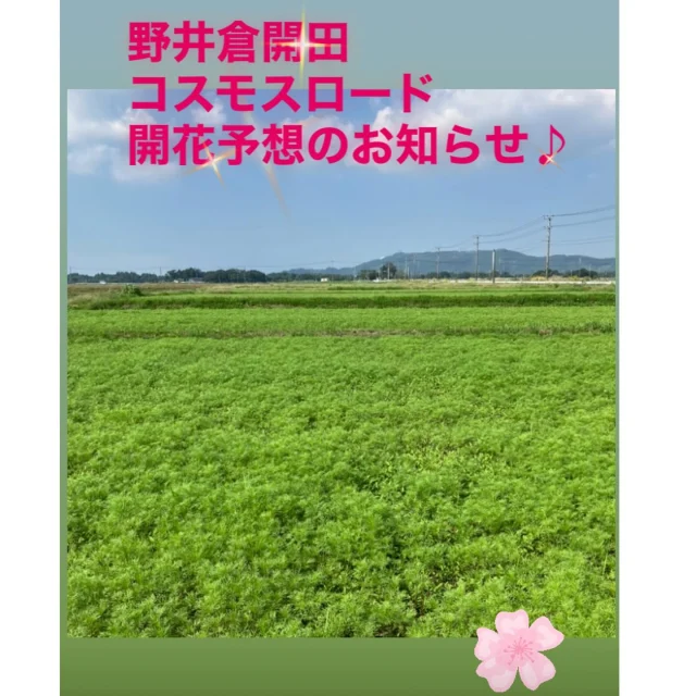 ＼野井倉開田コスモスロードについてお知らせ🌸／

今年もコスモスの季節がやってきましたね(^^)/✨

毎年楽しみにしてくださっている皆さまからの、お問合せも沢山いただいております✨

そこで本日（10/14）野井倉開田コスモスロードの状況を確認して来ました🚗

まだ茎が少し伸びてきた状態で、花は咲いていませんでした🌸✨

今年は9月21日（日）に野井倉南部保全協議会の皆さまが近隣の小、中学生を交えて種まきをされました。4.5ヘクタールに約700万本（昨年は約800万本）

見頃は11月初旬頃で、駐車場は昨年と同じ場所を利用できるとのことです。

コスモスロードができた頃は約８ヘクタールに1,000万本のコスモスが植えられていましたが

現在はインターチェンジや、病院が建設され、規模は縮小されていますが、野井倉南部協議会の皆さまが、毎年楽しみにされている方がおられるので今年も種をまいてくださいました🌸

満開の時期まで開花状況を発信していきますので、ぜひご覧いただきお越しいただけますと嬉しいです✨

場所
東九州自動車道「志布志有明IC」下車すぐ

お問合せ
志布志市総合観光案内所
TEL099-472-2224

#コスモス
#コスモス畑
#コスモスロード
#野井倉開田コスモスロード
#野井倉南部保全協議会
#志布志市
#志布志市観光特産品協会
#志布志市総合観光案内所
#志布志市
#コスモス好きな人とつながりたい