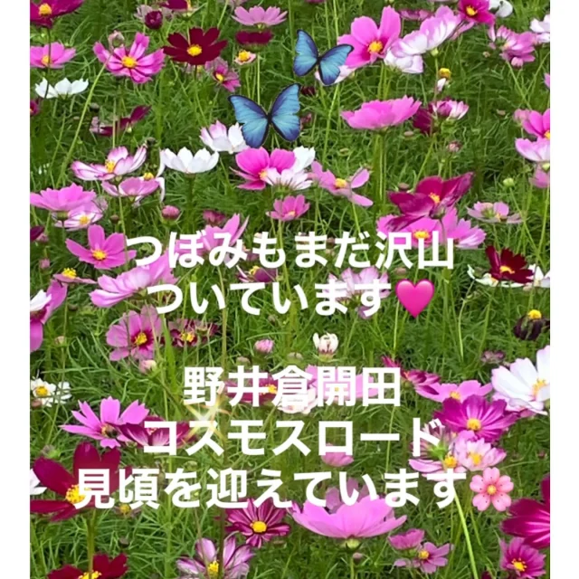 ＼野井倉開田コスモスロードは、満開見頃を迎えています🌸✨／

11/4（火）午後3時頃、野井倉開田コスモスロードへ開花状況の確認に行ってきました🚗

コスモス畑に近づくと、あたり一面ピンクの絨毯のようになっており、全体的に満開見頃を迎えているようです✨(^^)/🌸

平日というのに沢山の方がコスモスの見物に来られていました✨

つぼみもまだ沢山ついていますので、しばらくの期間はお楽しみいただけると思います🌸

今年は駐車場の端に展望台が設置され、高い場所から見ていただくこともできます(^^)/✨

皆さまこの機会に是非、志布志市有明町の野井倉開田コスモスロードへご観賞にお越しください✨

場所
東九州自動車道「志布志有明IC」下車すぐ
志布志市有明町野井倉5777-7付近

お問合せ先
志布志市総合観光案内所
TEL099-472-2224

#コスモス
#コスモス畑
#コスモスロード
#野井倉開田コスモスロード
#満開見頃を迎えています
#野井倉南部保全協議会
#志布志市
#志布志市観光特産品協会
#志布志市総合観光案内所
#志布志にコスモスロードあり
#雨にも負けず
#風にも負けず
#皆さまのお越しをお待ちしております
#コスモス好きな人とつながりたい