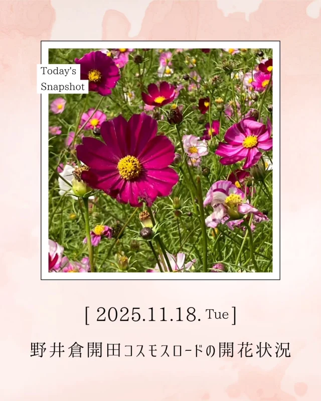 \野井倉開田コスモスロードの開花状況/

本日11月18日（火）のコスモスロードの様子です🌸
寒くなり少しずつ散り始めていますが、もう少し楽しめそうです☺️
遠目に見るとピンクの絨毯のようで綺麗です✨

本格的に寒くなる前に是非お越しください🙌

場所
東九州自動車道「志布志有明IC」下車すぐ
志布志市有明町野井倉5777-7付近

お問合せ先
志布志市総合観光案内所
TEL099-472-2224

＃コスモス
＃コスモス畑
＃コスモスロード
＃野井倉開田コスモスロード
＃野井倉南部保全協議会
＃志布志市
＃志布志市観光特産品協会
＃志布志市総合観光案内所
＃志布志にコスモスロードあり
＃雨にも負けず
＃風にも負けず
＃皆さまのお越しをお待ちしております
＃コスモス好きな人とつながりたい